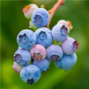 Blueberry 'Dixi'